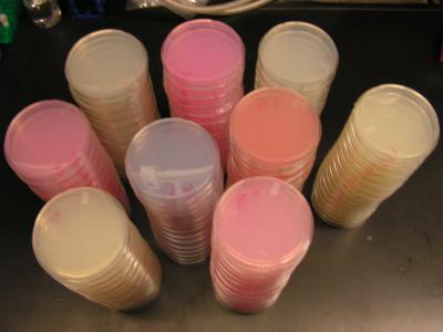 Agar Plate Skyscrapers