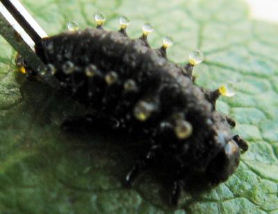 <i>Chrysomela lapponica</i> Larva (2 of 2)