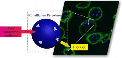 Artificial Organelles