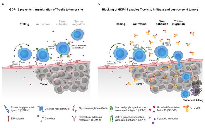 Action of GDF-15