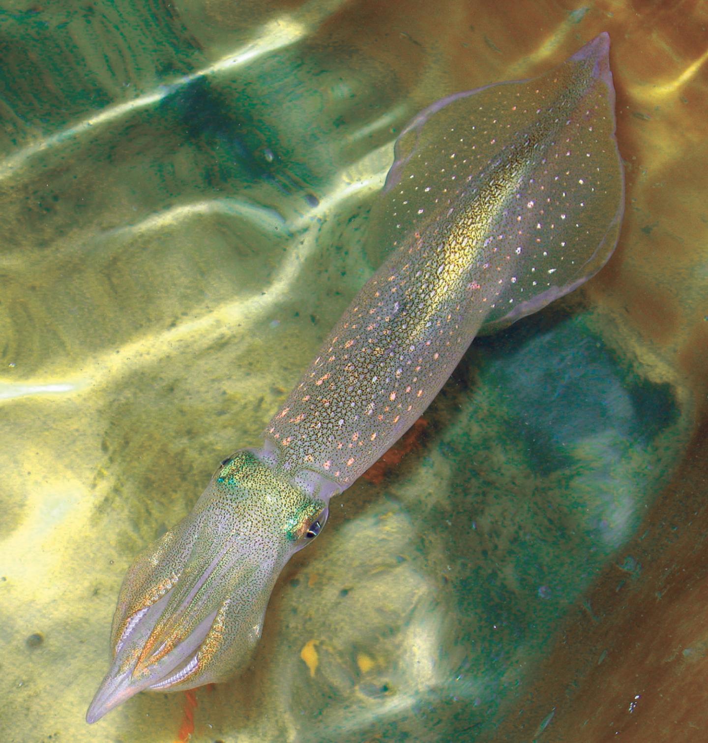 The Longfin Inshore Squid