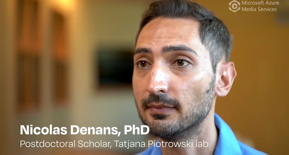 WATCH: Stowers scientists explain findings of their research on zebrafish and regeneration