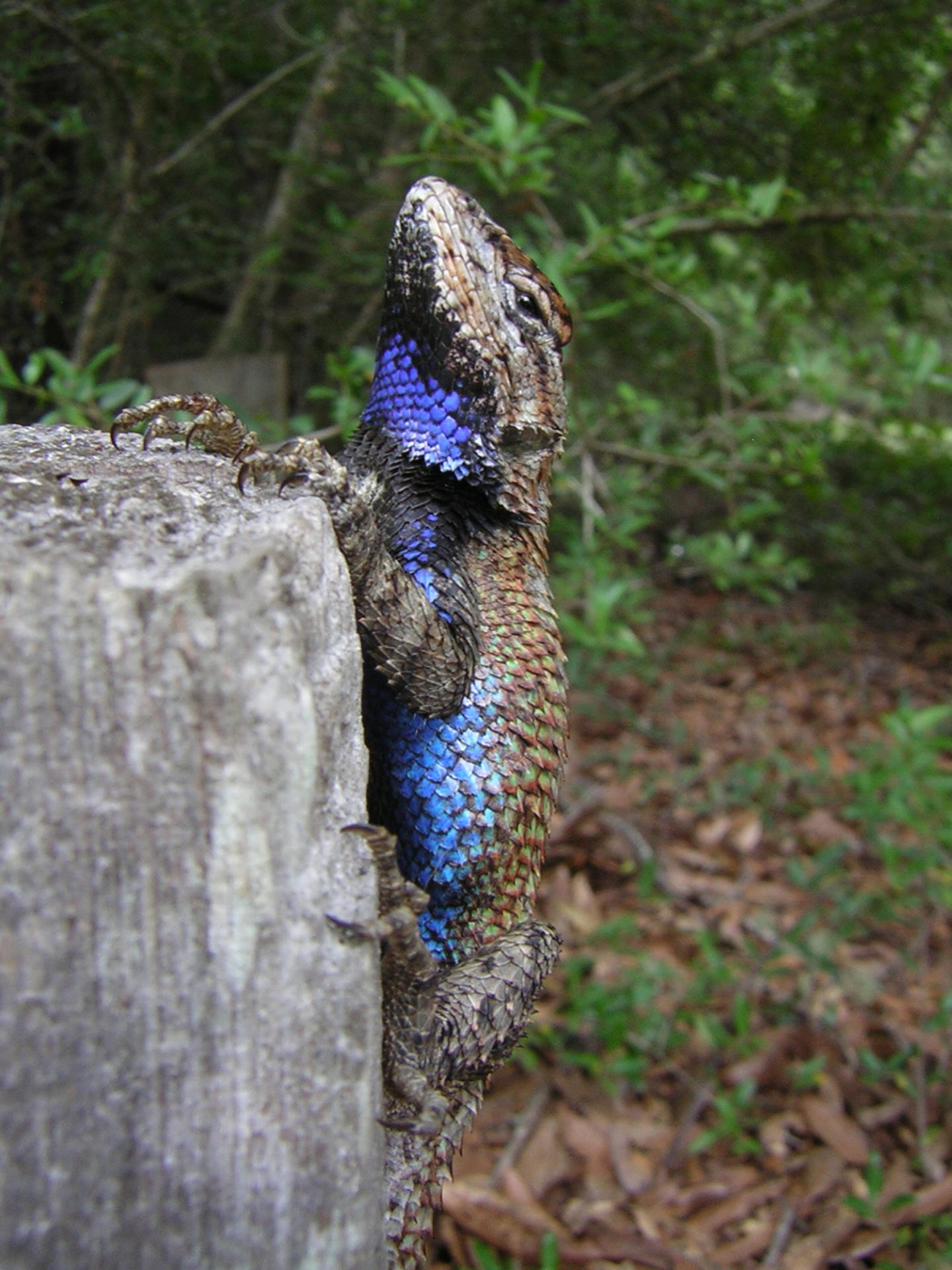 Fence Lizard Badges