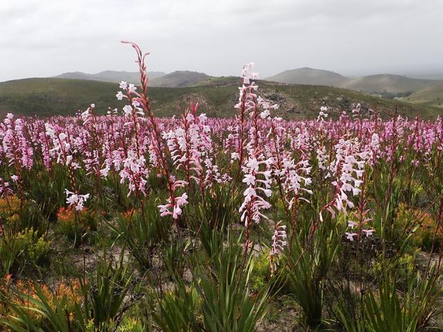 The forked watsonia