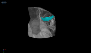 CT scan of a bonnethead shark