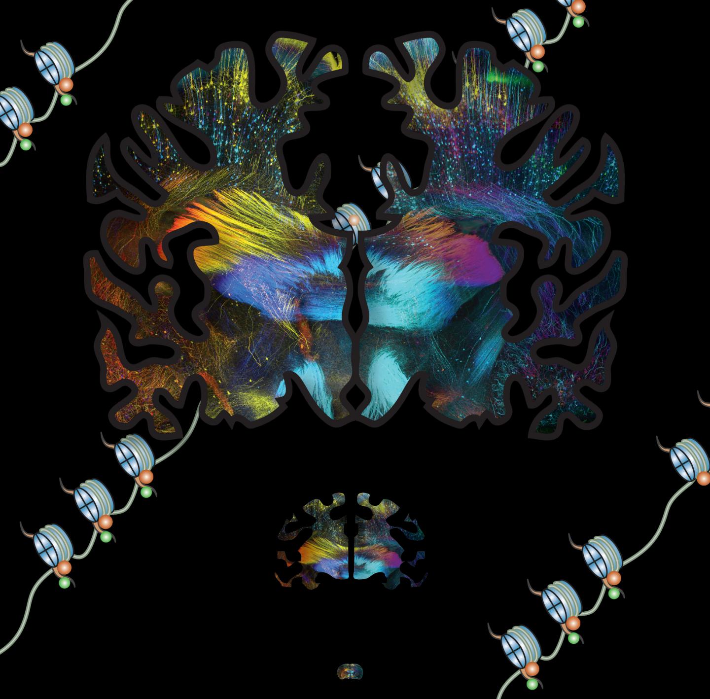The Genetic Switches Behind Human Brain Evolution