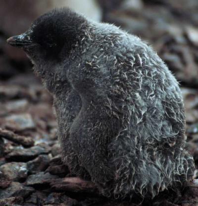 Penguin Chick, Antarctica