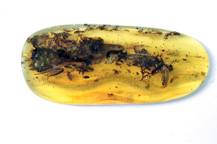 99-Million-Year-Old Lizard's Scales, Soft Tissue Preserved