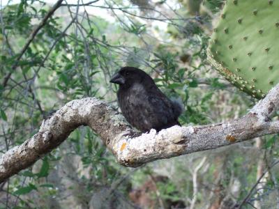 A Finch in the Galapagos