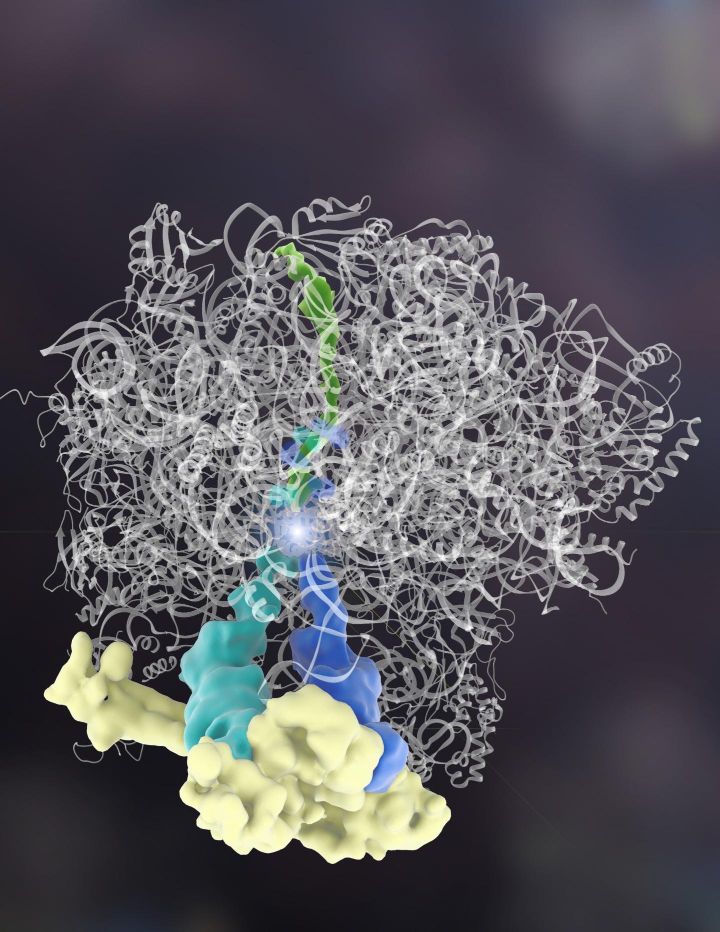 Caught in the Act: Rqc2 Protein Adds Amino Acids to Another Protein