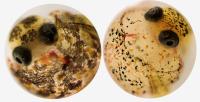 Gulf Killifish Embryo Comparison