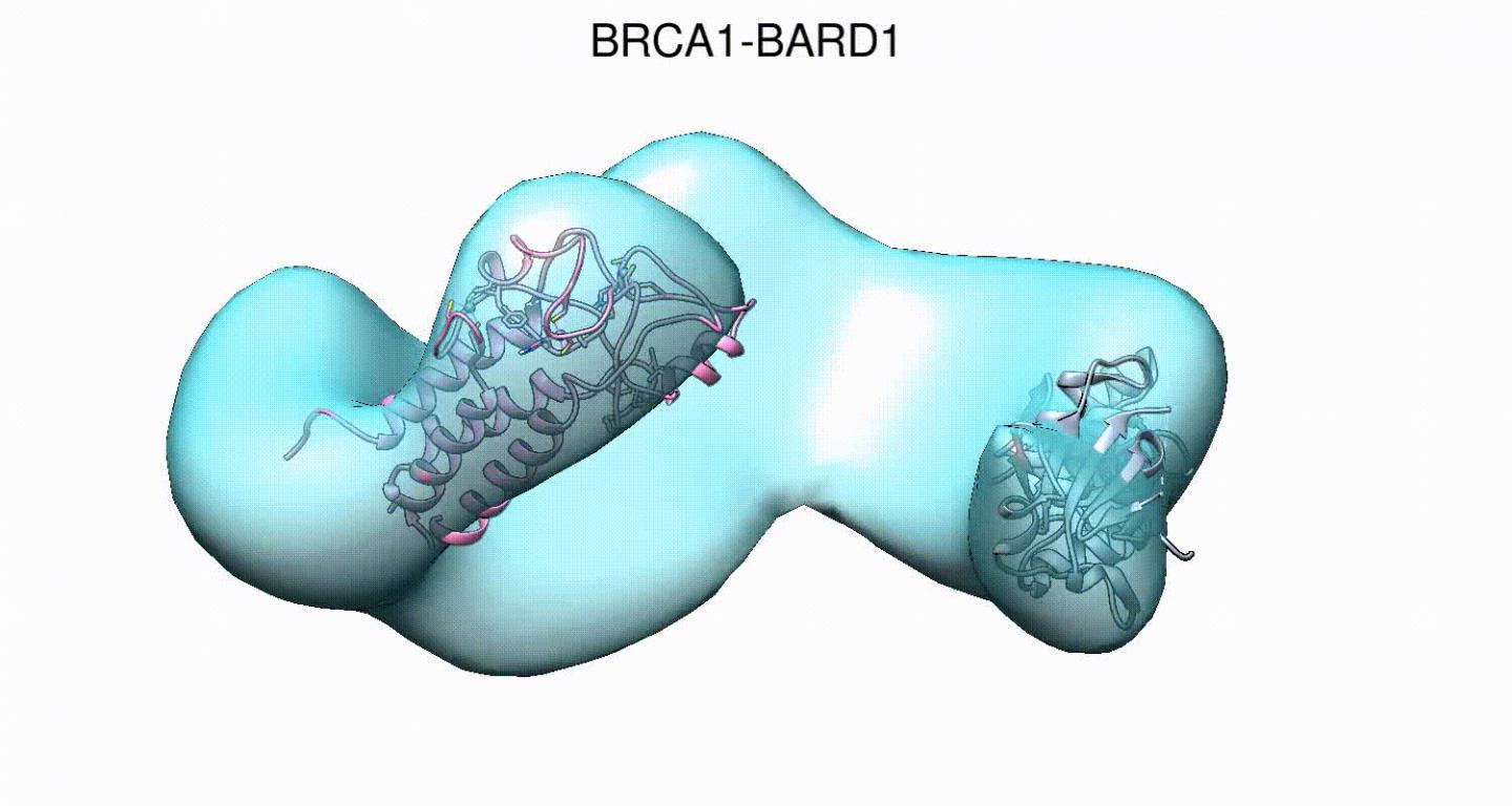 Structural analysis of BRCA1 reveals modification hot spot (3 of 3)