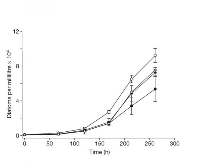 Diatom Growth