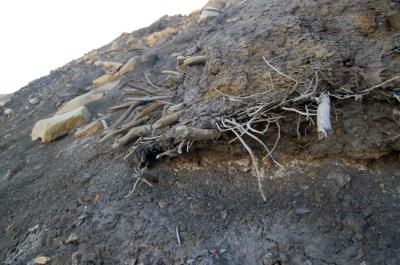 Ancient Forest Emerges Mummified From The Arctic (1 of 3)