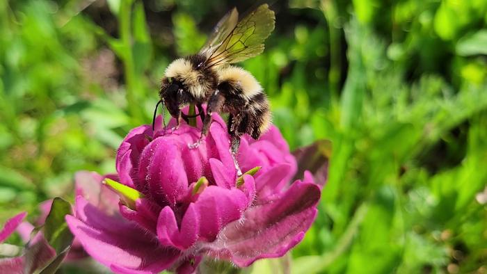 Colorado's native pollinators are in decline