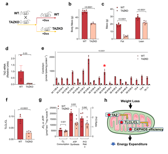 Increasing skeletal muscle mitochondrial efficiency after weight loss as a novel mechanism for lower energy expenditure