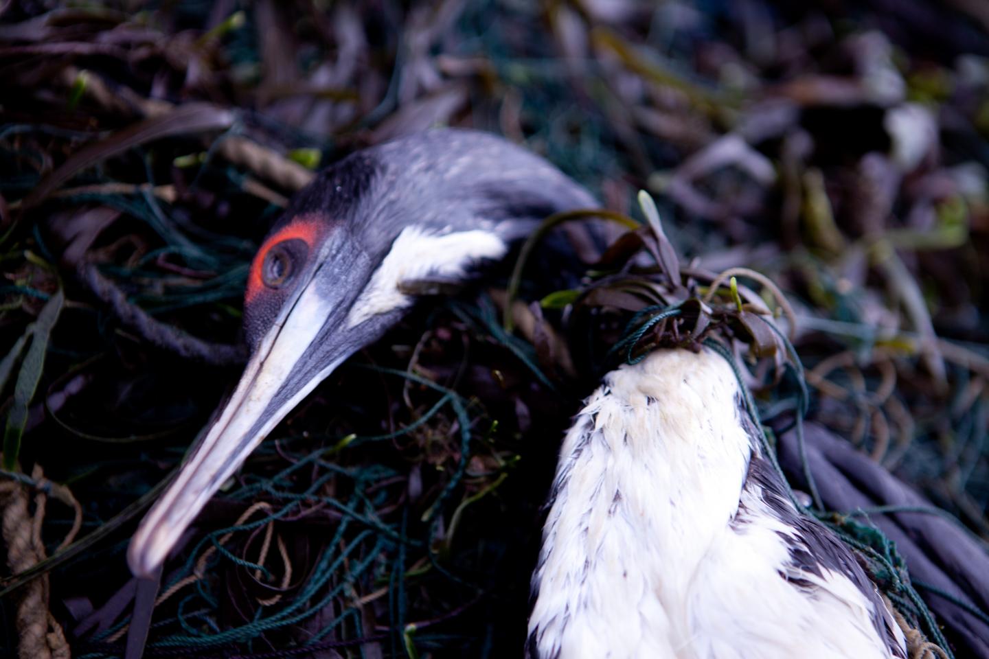 Guanay Cormorant