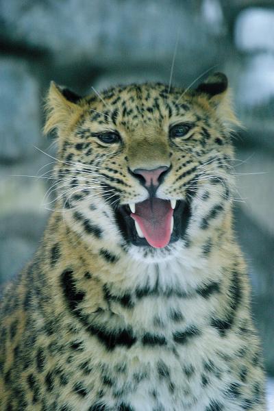 Amur Leopard 2 (of 2)