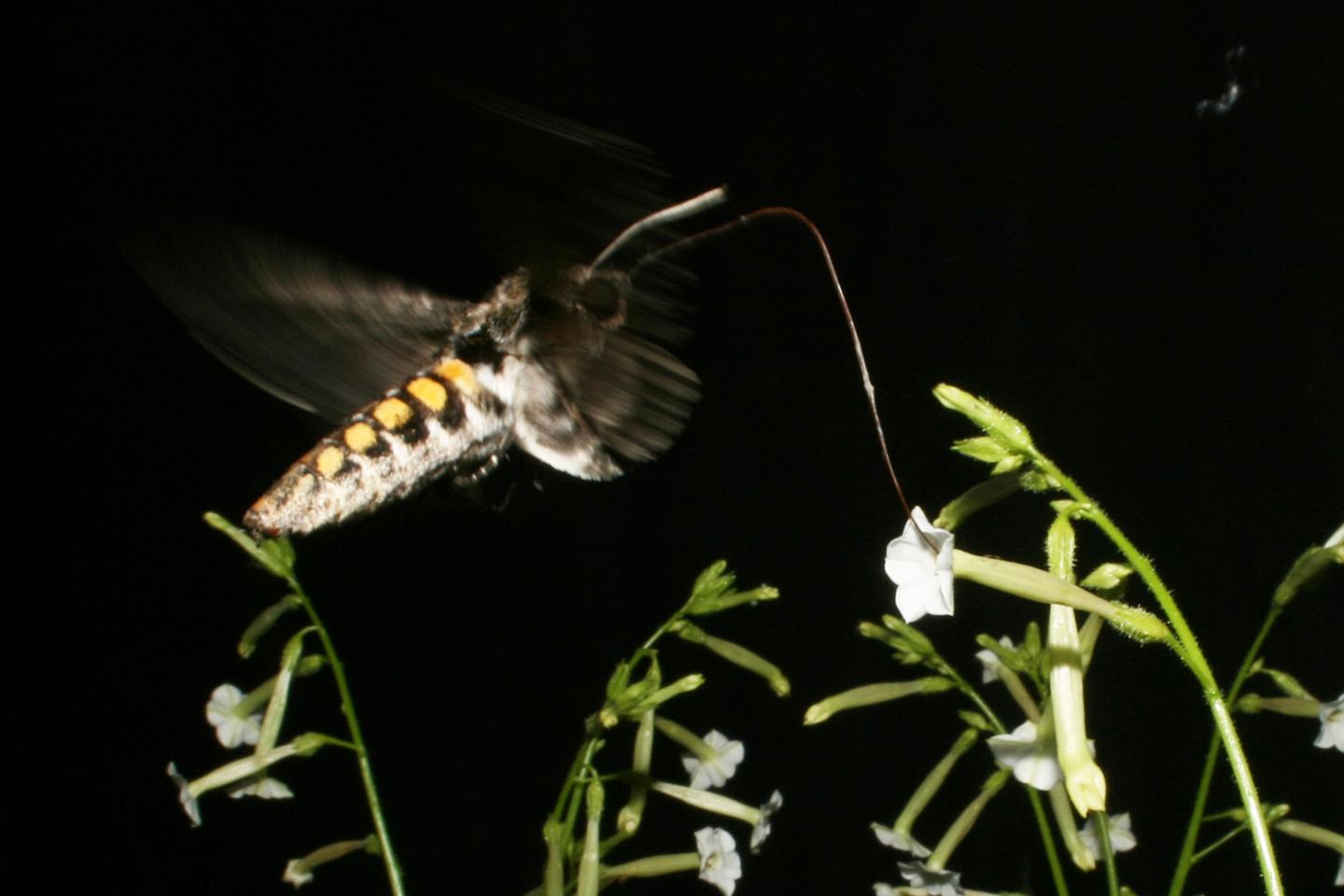 <i>Manduca sexta</i> Moth Visiting Flowers
