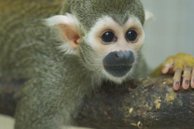 Squirrel Monkey
