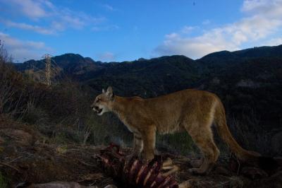 Mountain Lion Kitten in Profile