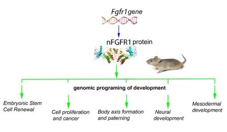 How Genomic Regulation Occurs