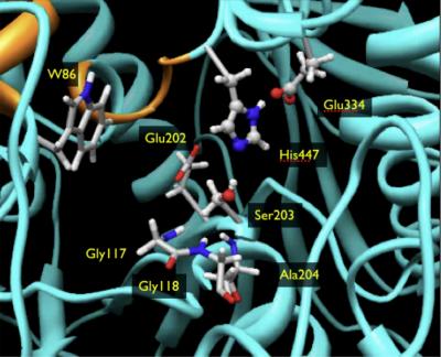 Regenerating 'Aged' Enzymes after Nerve Agent Exposure