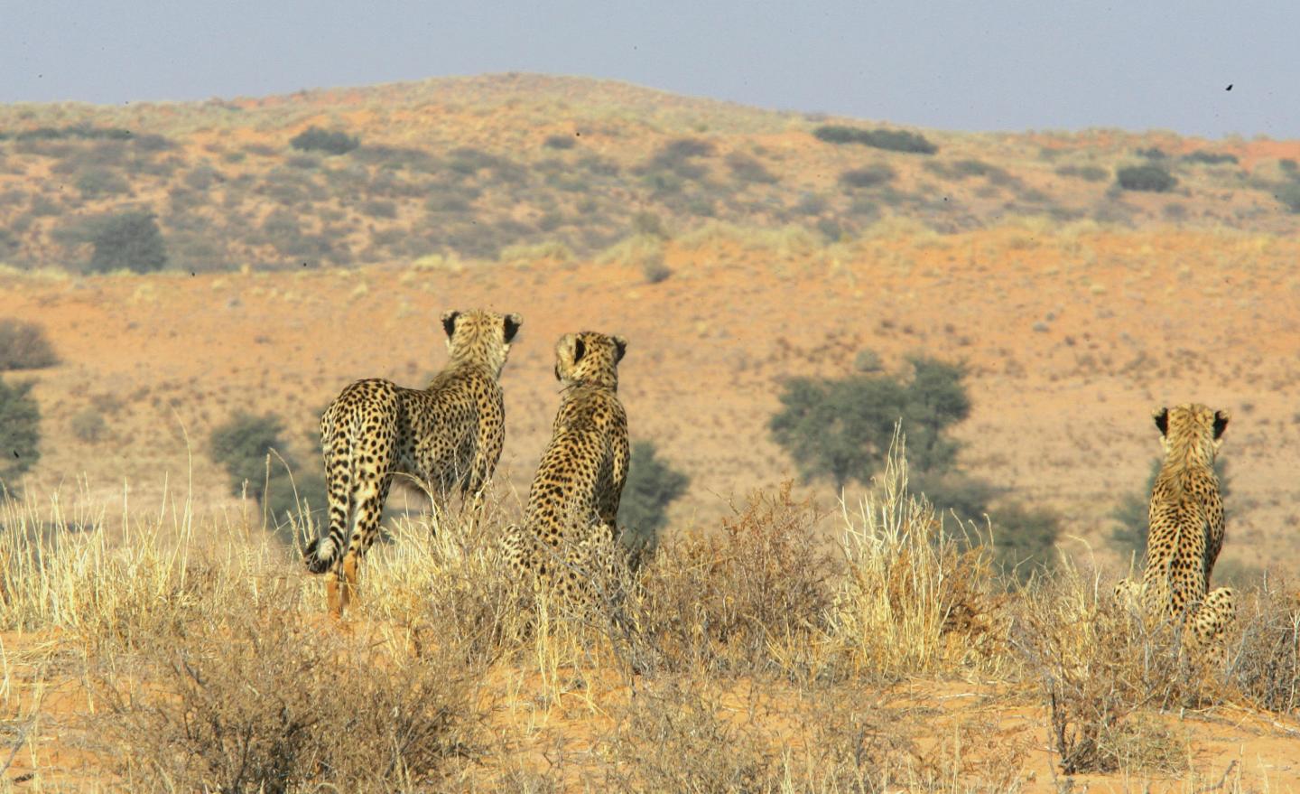 Cheetahs and Pumas Strike a Balance to Hunt (8 of 18)