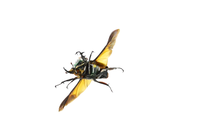 A freely flying cyborg beetle