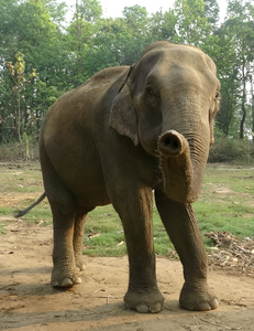 The elephant´s long trunk does not only sniff, it is also important for producing calls. Photo taken at Tiger Tops, Nepal.