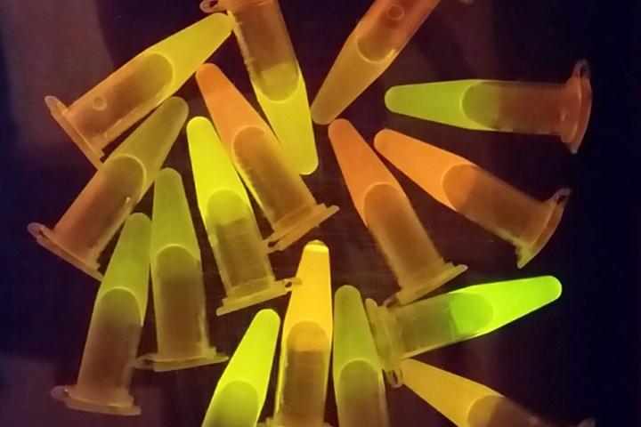 Tubes of GFP