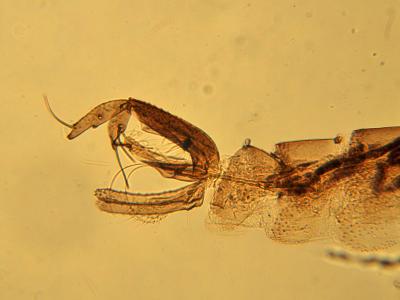 <i>L. gomezi</i> Male