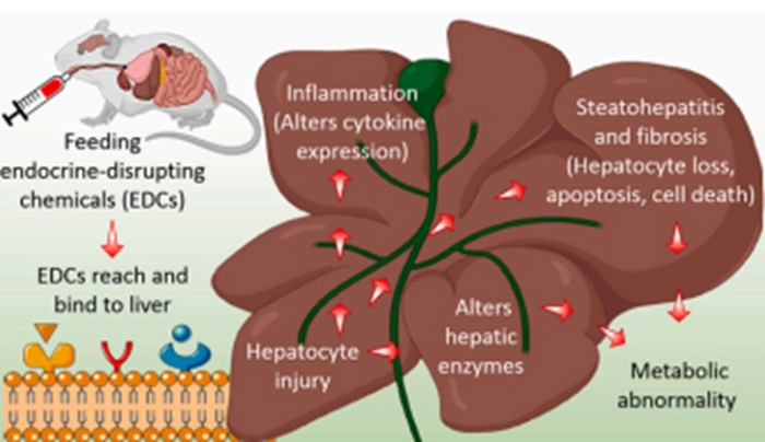 EDCs can negatively affect metabolism and liver function at doses higher than permissible human-exposure levels, Chung-Ang University scientists find