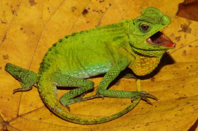 Lyriocephalus scutatus