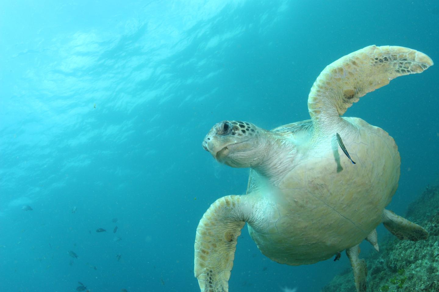World's Turtles Face Plastics Deluge Danger (1 of 2)