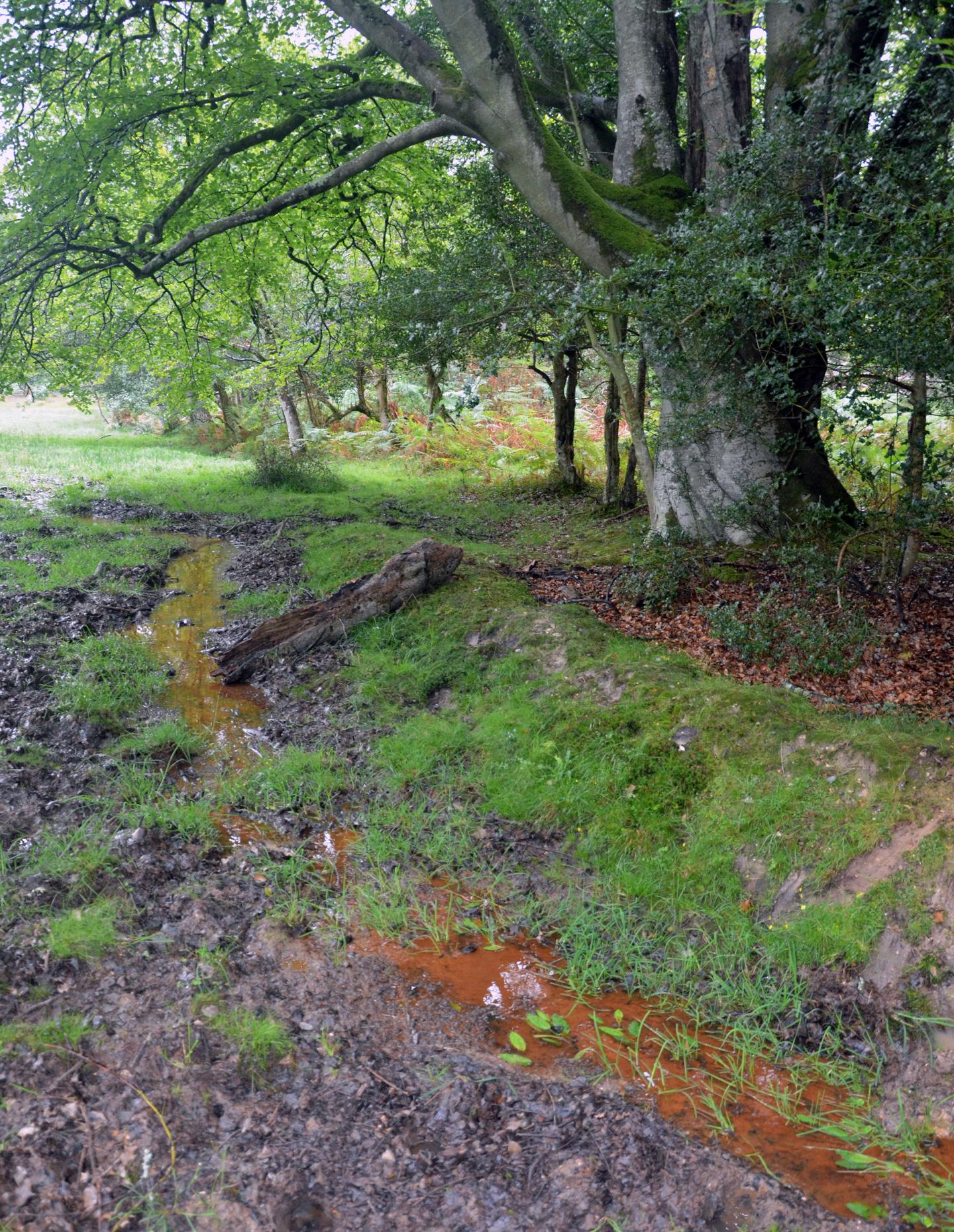 Cattle Pasture