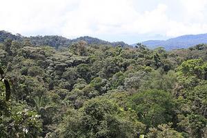 Amazon rainforest