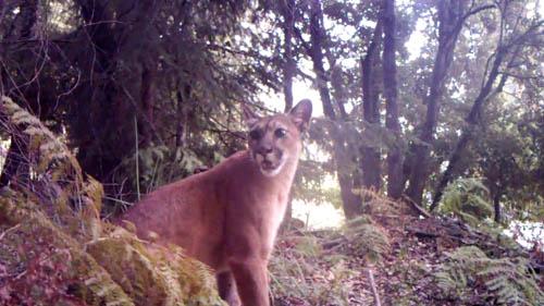 Mountain lion in the Santa Cru IMAGE EurekAlert Science News