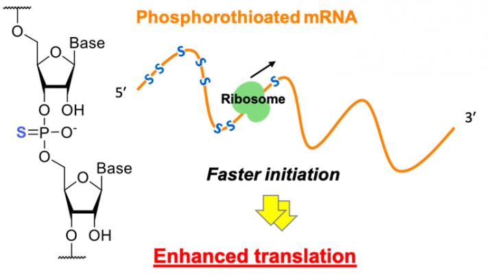 Modification on mRNA