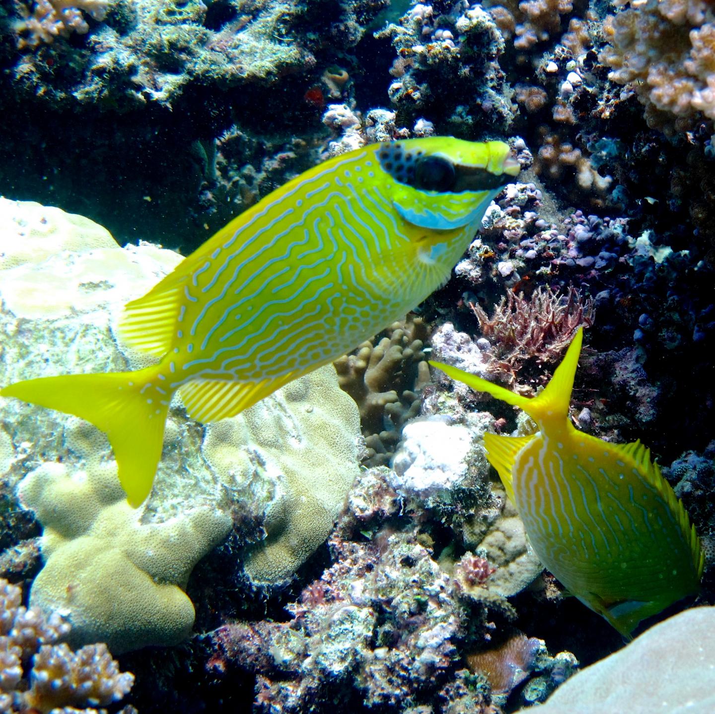 Rabbitfish Pairs (2 of 2)