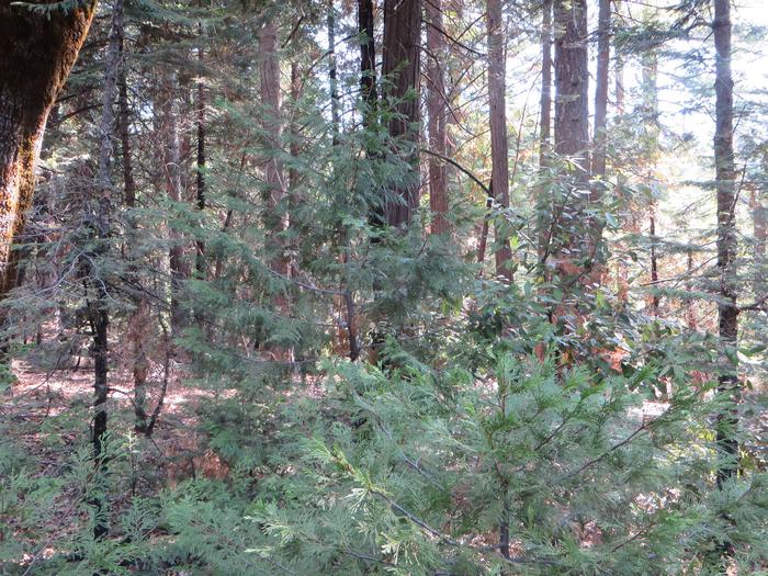 An experimental forest plot at Blodgett Forest Research Station that received no treatments