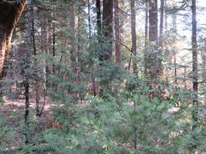 An experimental forest plot at Blodgett Forest Research Station that received no treatments