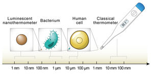 Figure 1. Size comparison of thermometers.