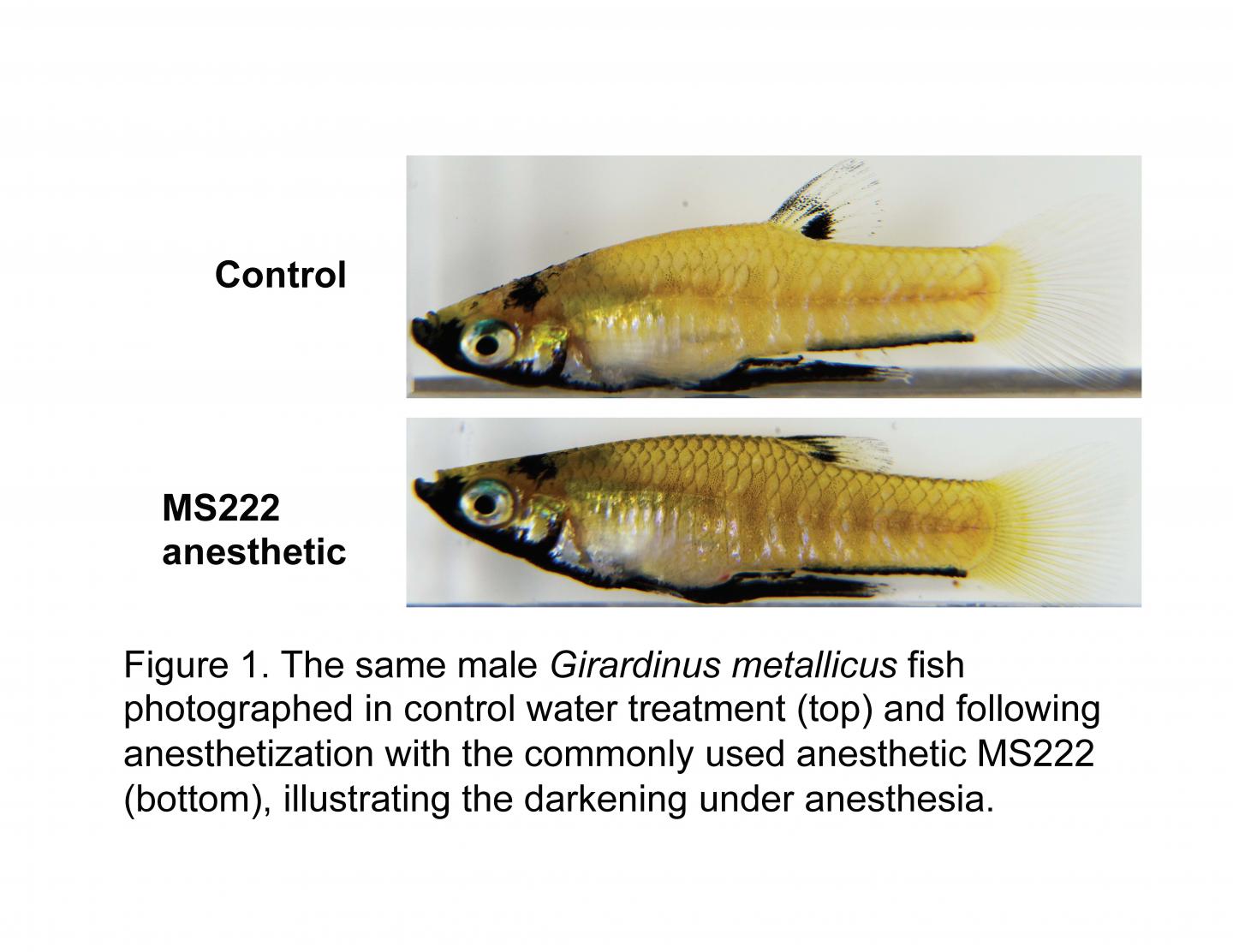 <em>Girardinus metallicus</em> Fish Control and Anesthetized