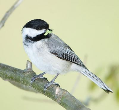 Carolina Chickadee with Caterpillar Prey