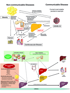 A global view on fatty liver and diabetes helps to fight these diseases, other non-communicable diseases and COVID-19