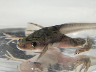 Xenopus froglet finishing metamorphosis