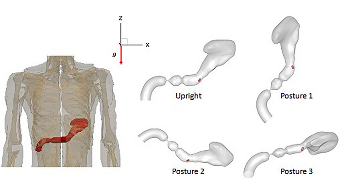 Researchers use a biomimetic simulator based on the anatomy of the stomach