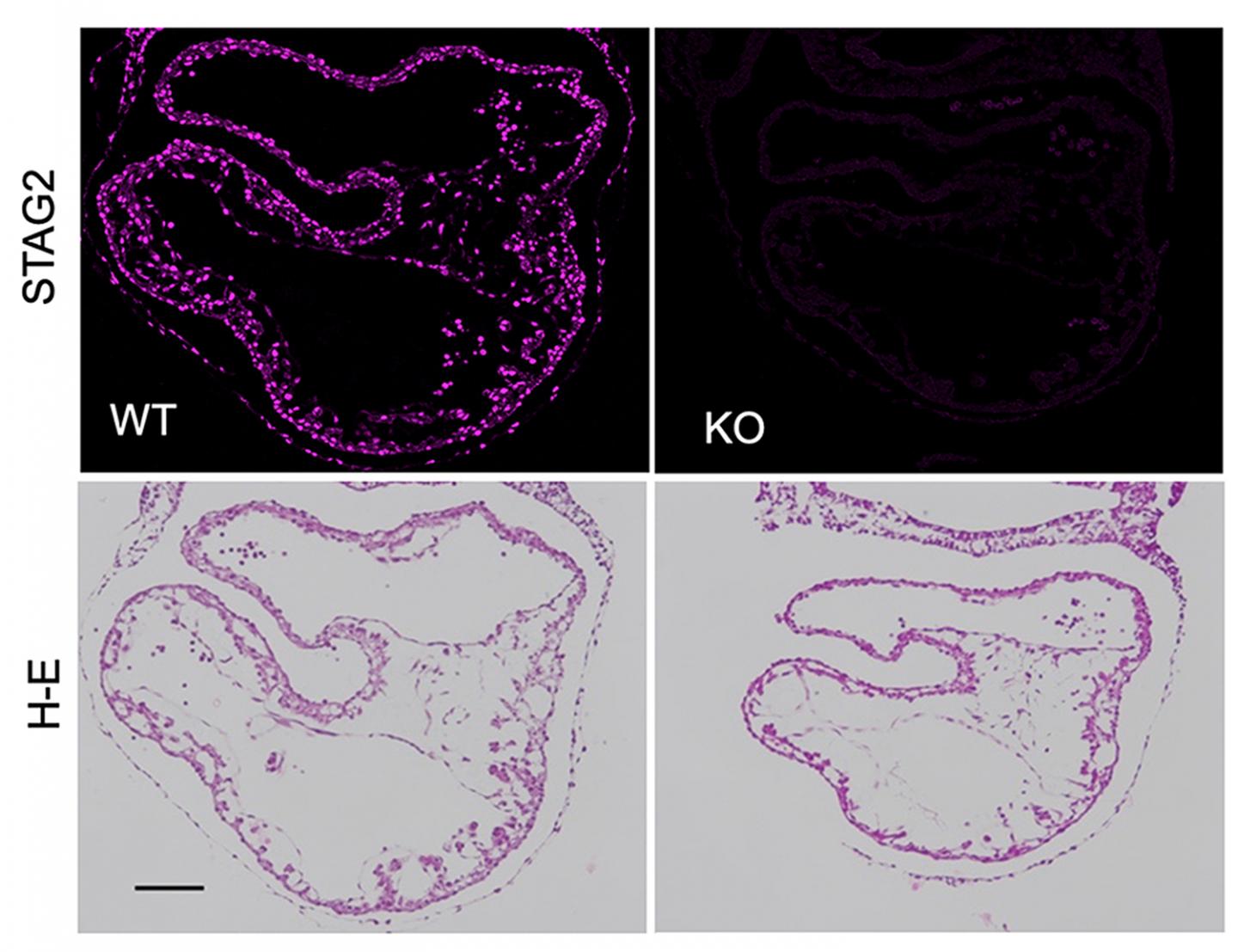 Wild type and STAG2 knock out murine embryos, CNIO