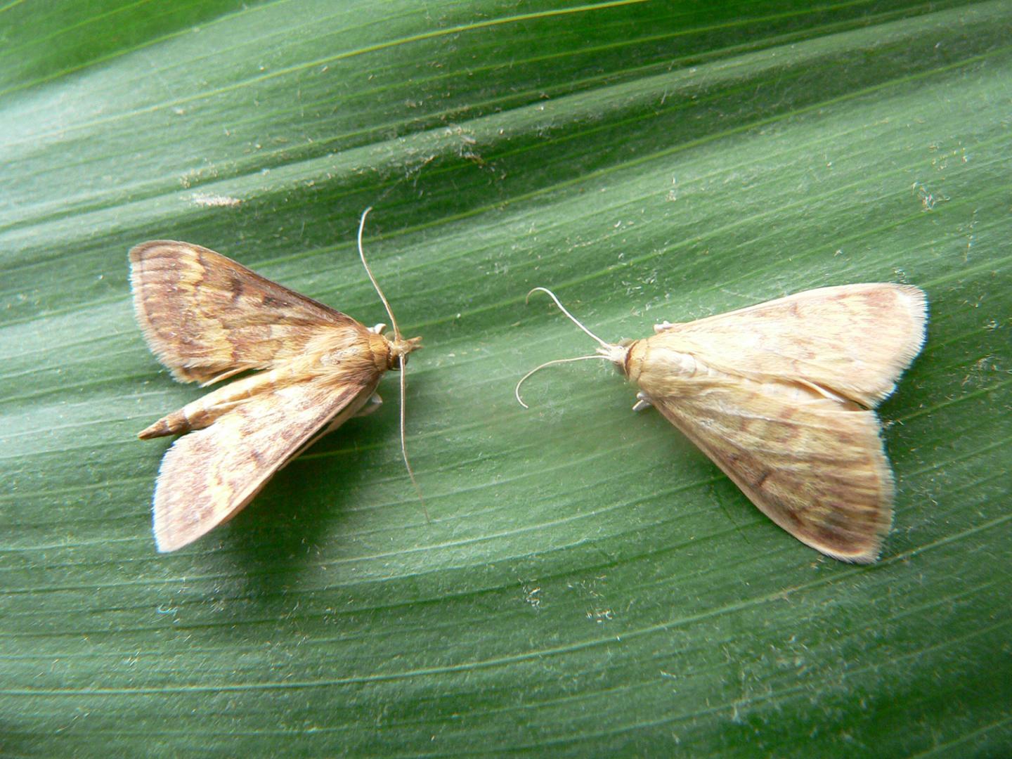 <i>Ostrinia nubilalis</i> Male and Female